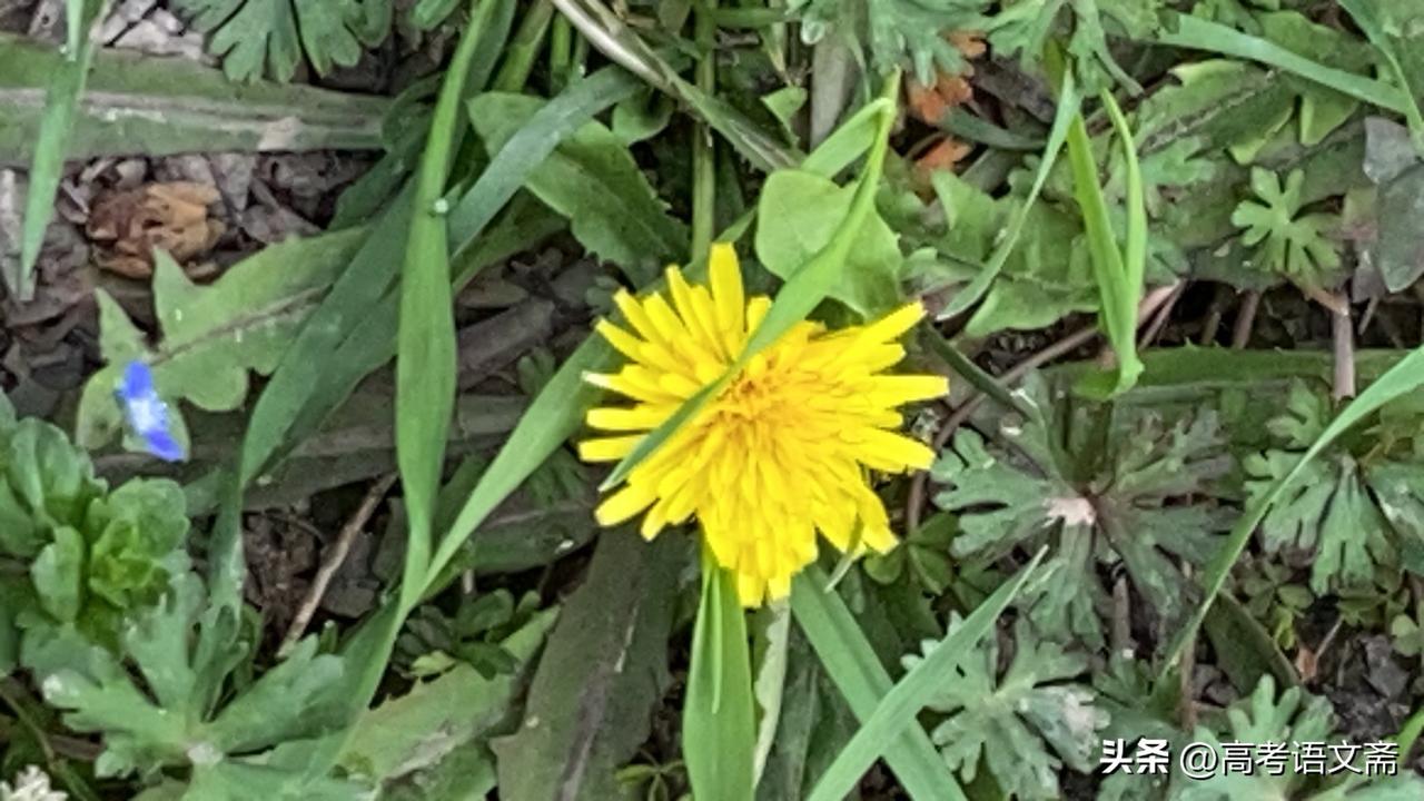 春日生活打卡季春日野花盛开，一片生机盎然！🌸🌿