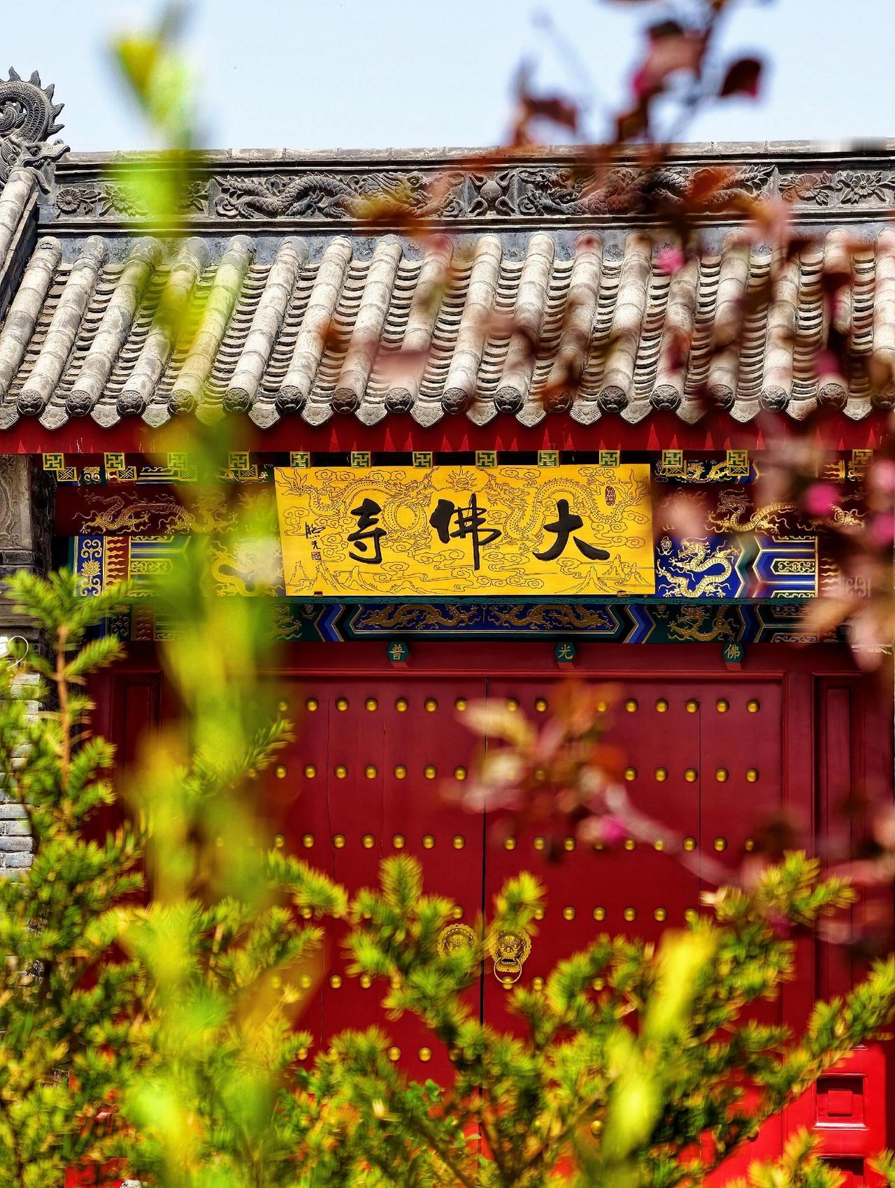繁花盛放，烟火祈福，于沈阳闹市中，寻一处清宁，慢品时光……
寺庙 大佛寺 春日赏