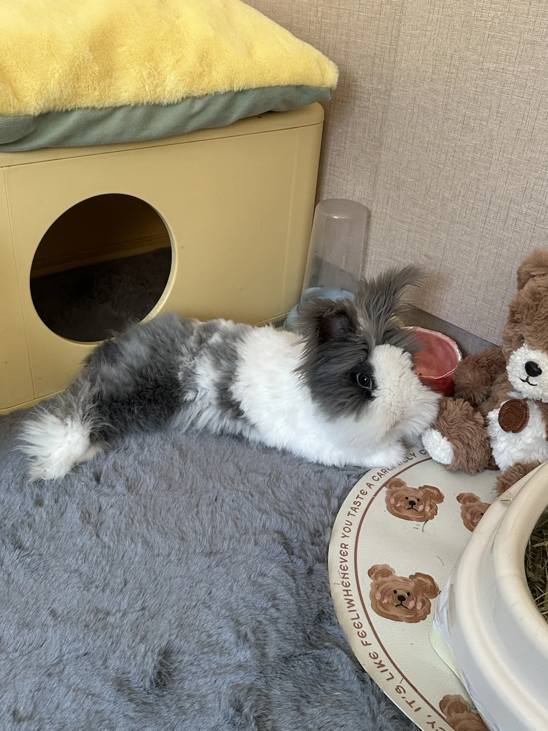 这是我的兔税hh🐰
