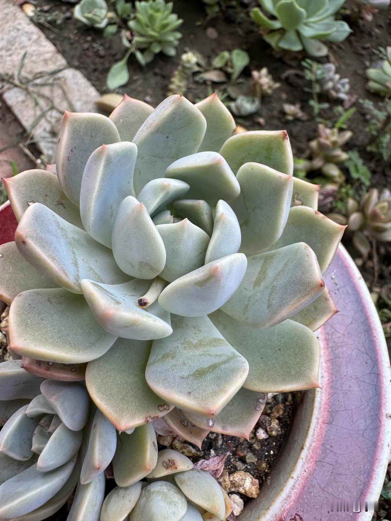 我也超爱多肉红粉佳人！当初我也是被这好听的名字吸引，买了几株小苗。刚到手时，它们