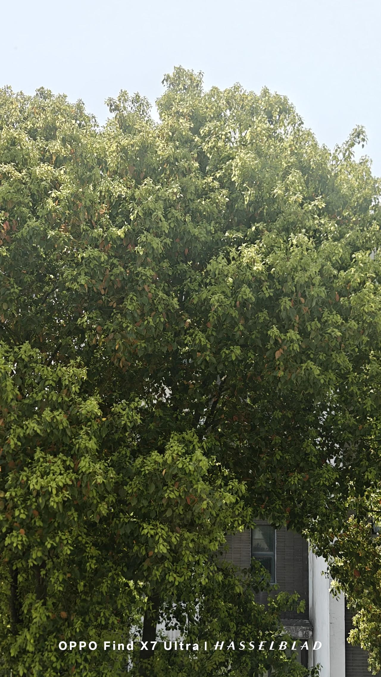 记录我的2026江南春晓，林鸟啾啾。