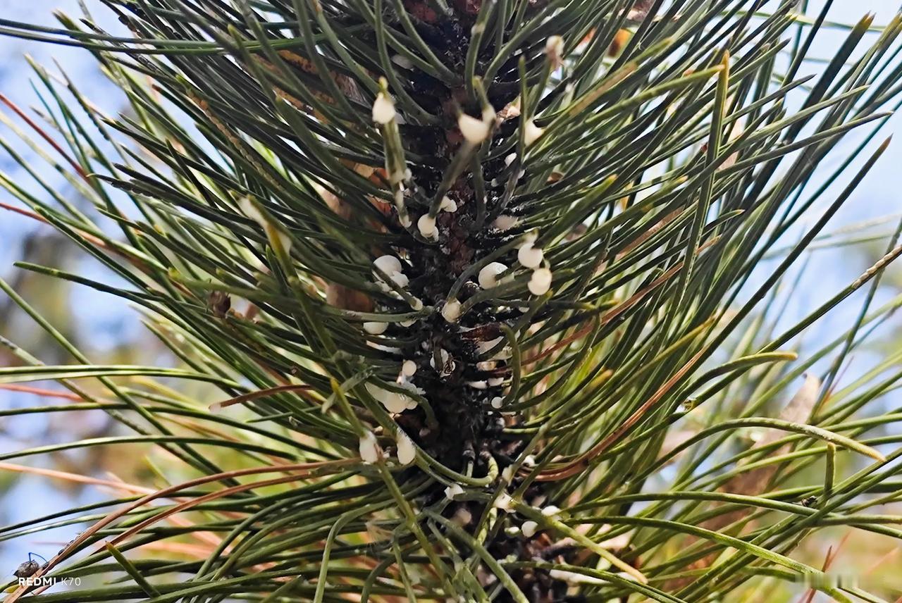 #摘了儿时的零食# 松糖，儿时的味道。尝了尝，还是那么甜。