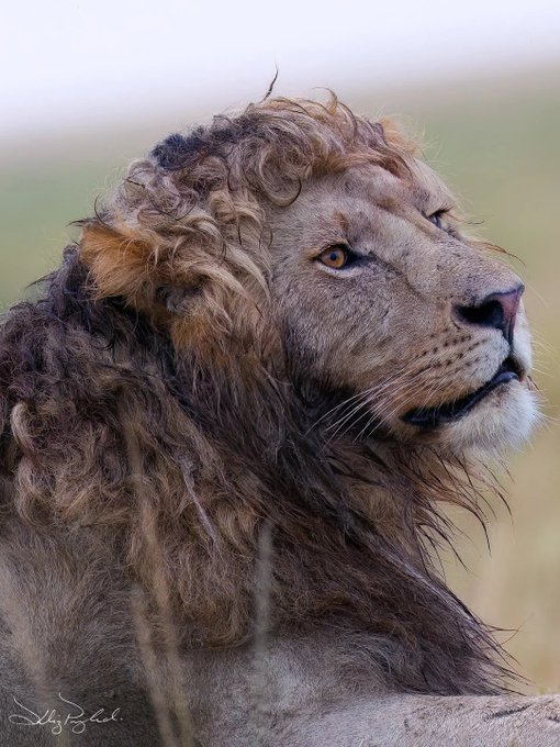 自然卷狮子🦁 