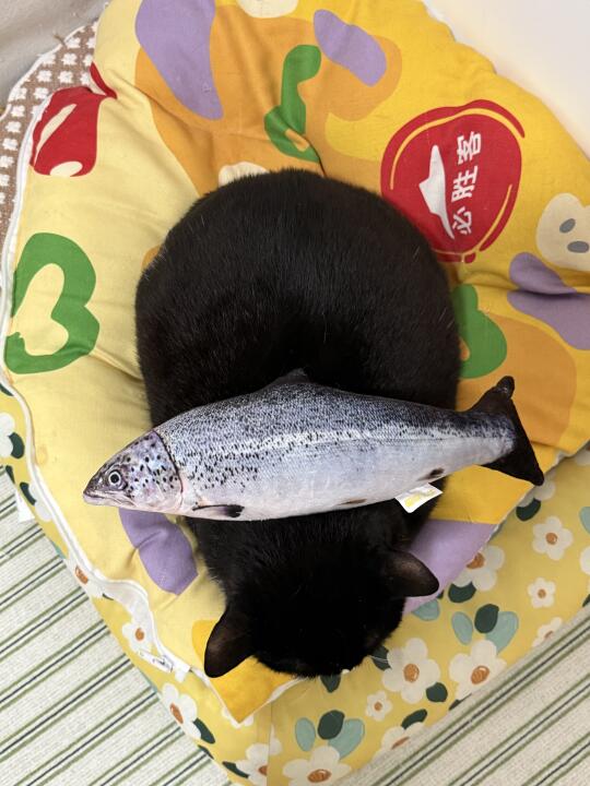 再见了妈妈今晚我就要远航
