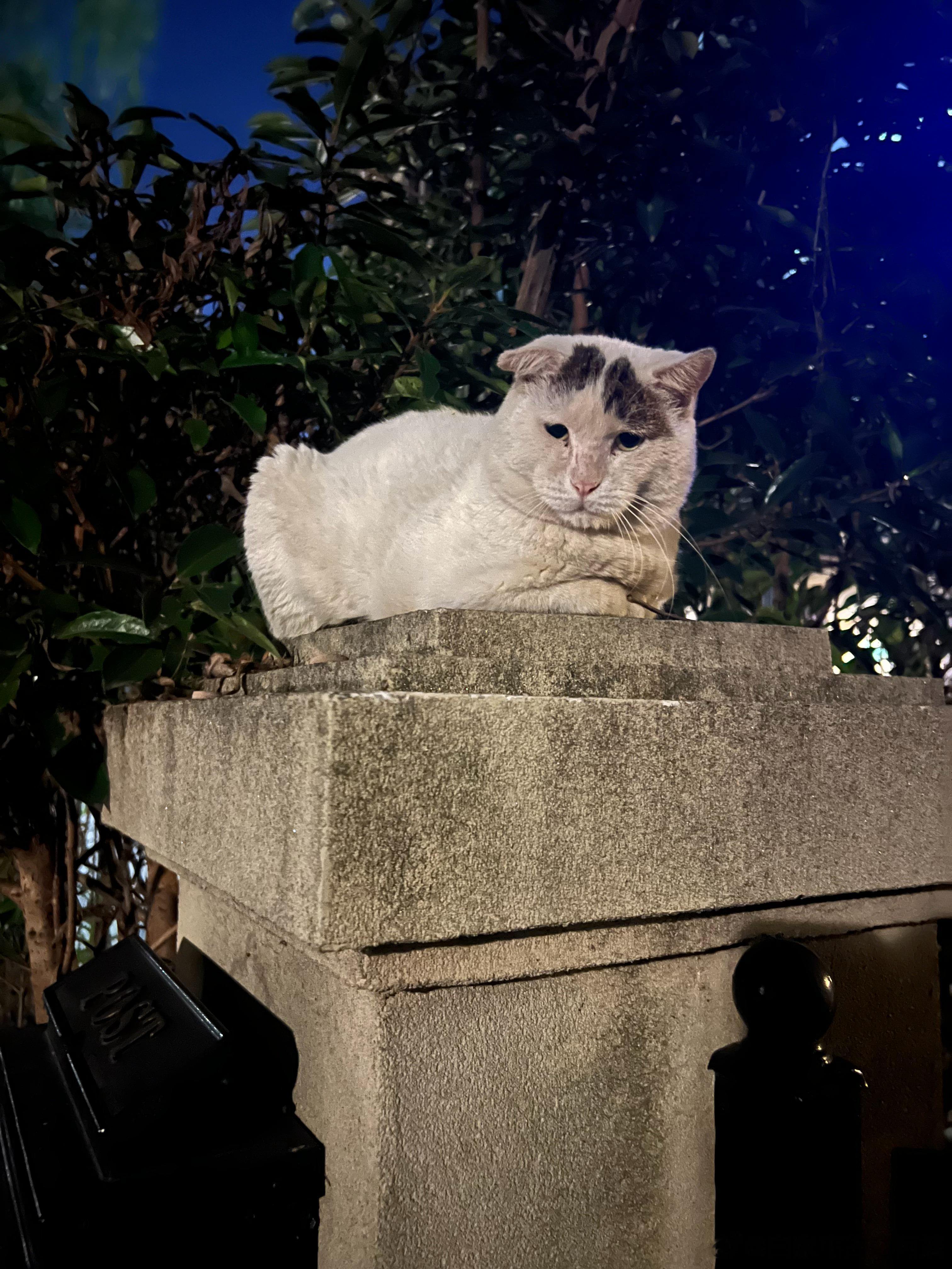 吃饭就好好吃，不许学其他猫拉驴脸！ ​​​