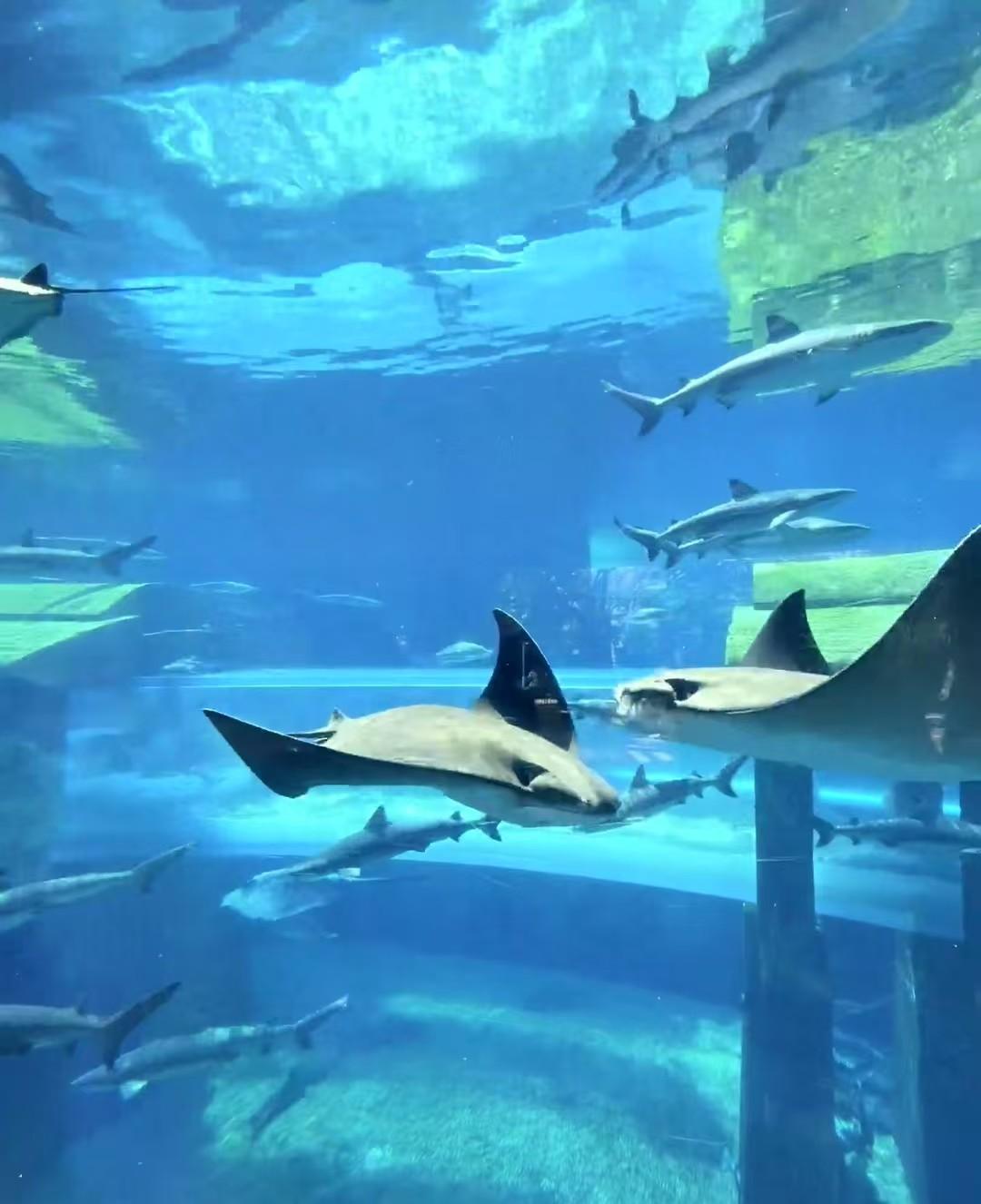 旅游在海南——三亚·亚特兰蒂斯酒店里的水族馆
 
亚特兰蒂斯水族馆，也被称为亚特