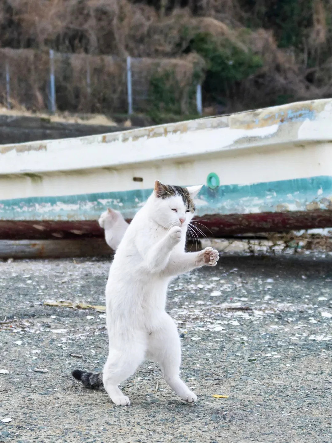 认真练习猫猫拳