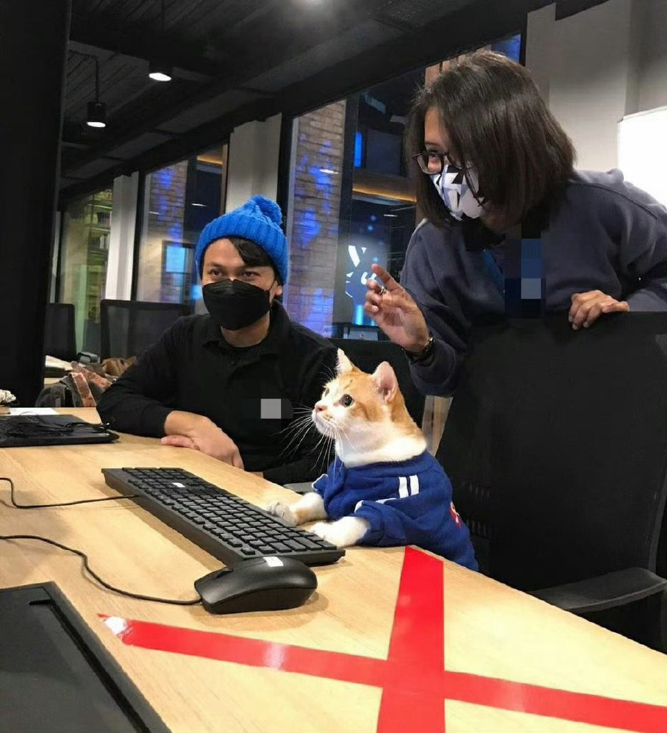 猫咪亲手指导工作