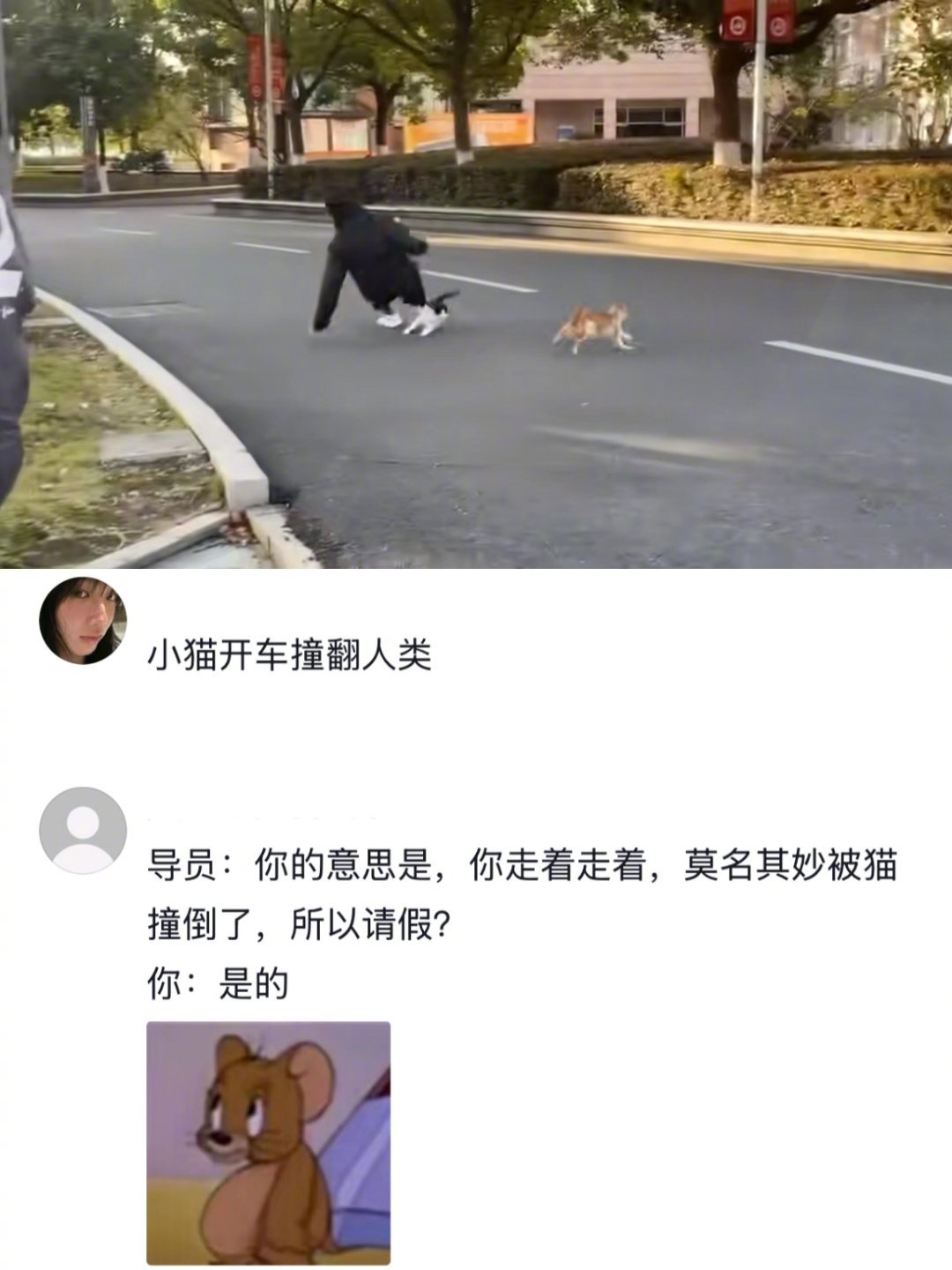 小猫过肩摔男大学生[doge] 