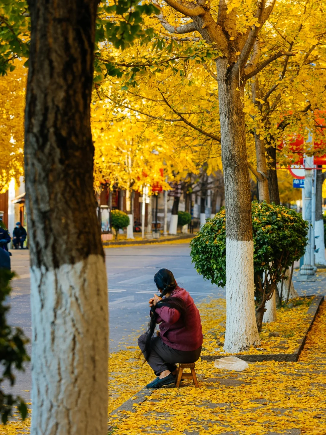 一年最美10天❗️大理三处小众赏银杏地🍂