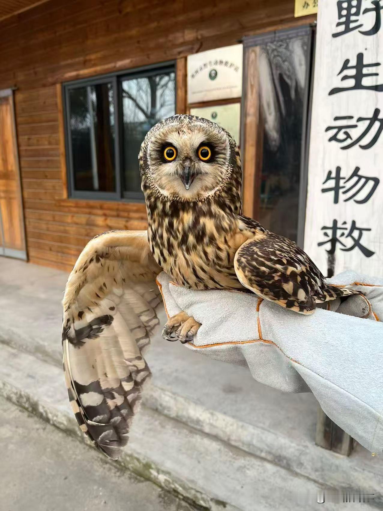 野生动物救护不停步:
2026年1月5日，郑州市野生动物救护站工作人员，前往郑州