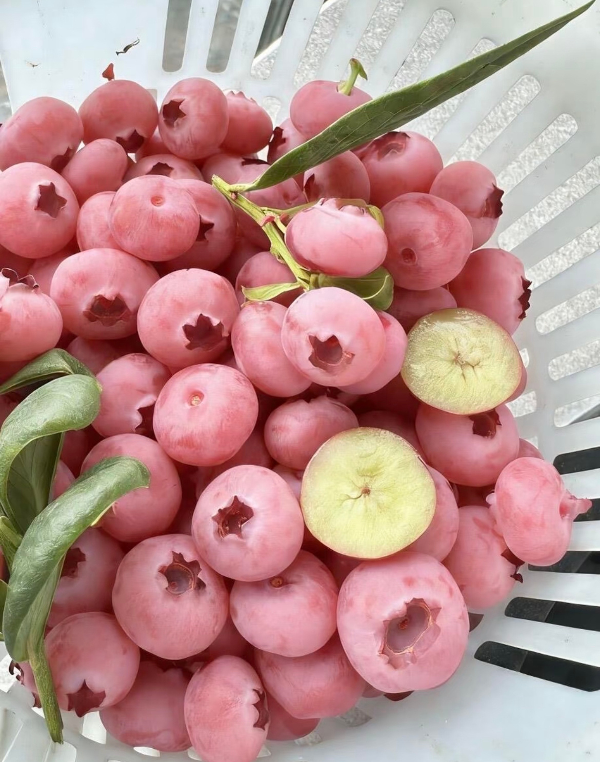 粉色蓝莓见都没见过，搜了一圈也没看到哪里卖，听说吃起来更脆，更甜一些，还有一些柠