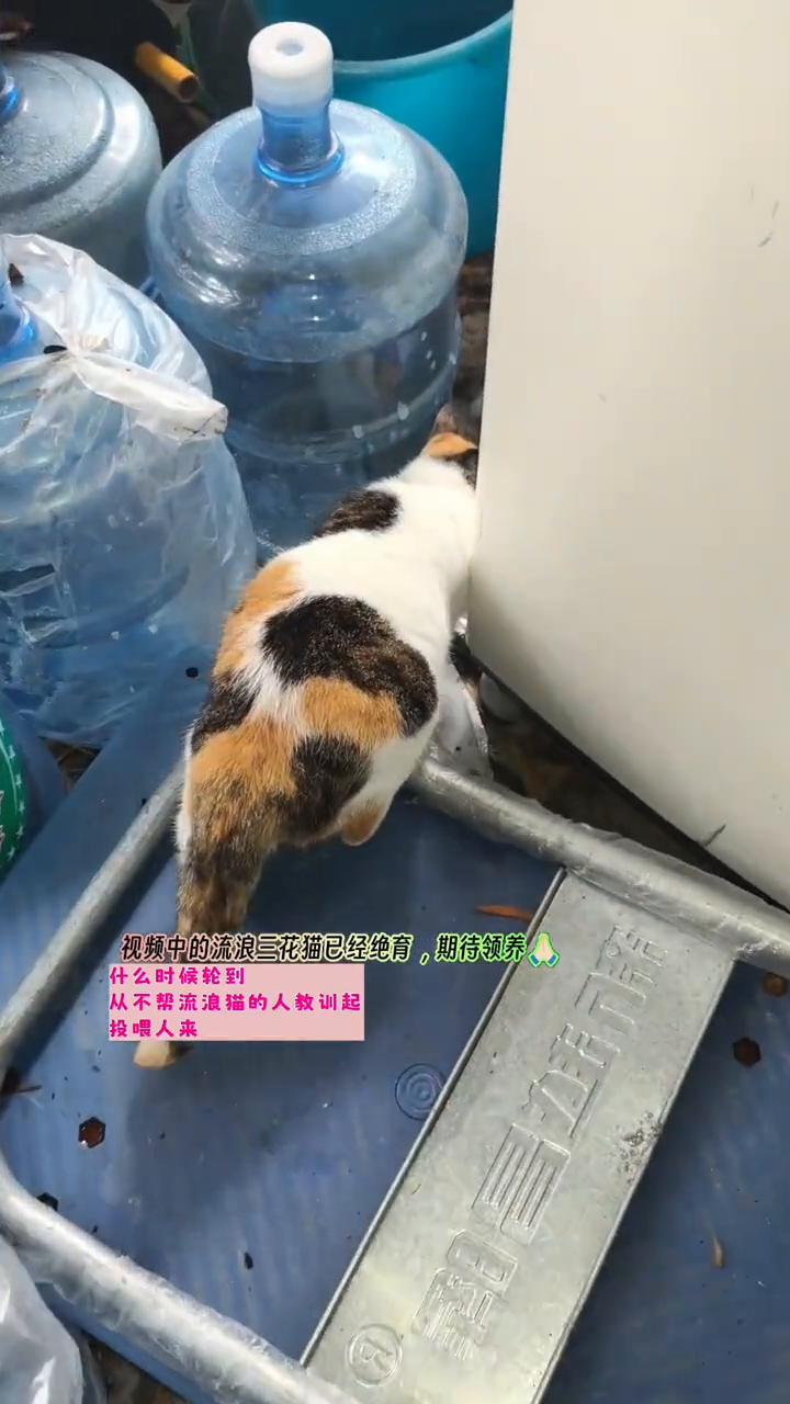 喂流浪猫就要带回家吗？
视频中的流浪三花猫已经绝育，期待领养。喂流浪猫就要带回家