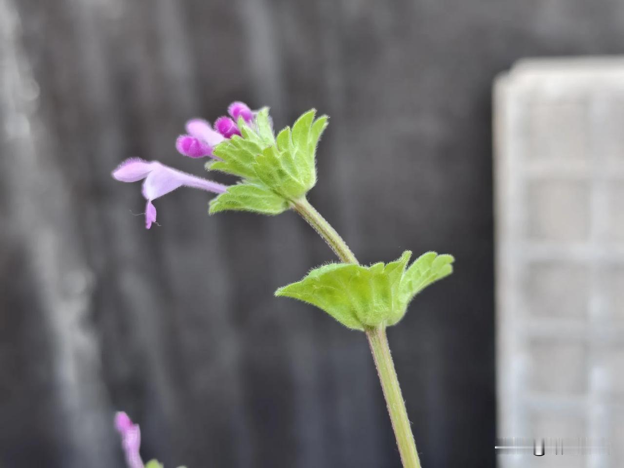 以前的清明节，觉得就是个是假期，可有可无，现在对它有更深一层的认知。

昨天我回