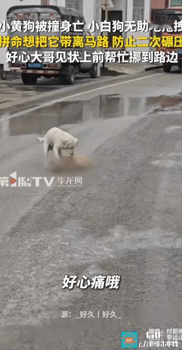 “被一只狗狗感动到了!”贵州遵义，一只小黄狗在大马路上被撞身亡，小白狗一直围在它