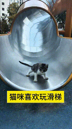 哎呀妈呀谁家小猫咪这么会玩呀，居然跑来蹭小朋友滑梯玩！别看小小一只，平衡力那是嘎
