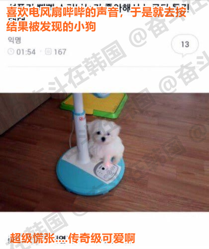 偷偷按电风扇被发现的小狗   
