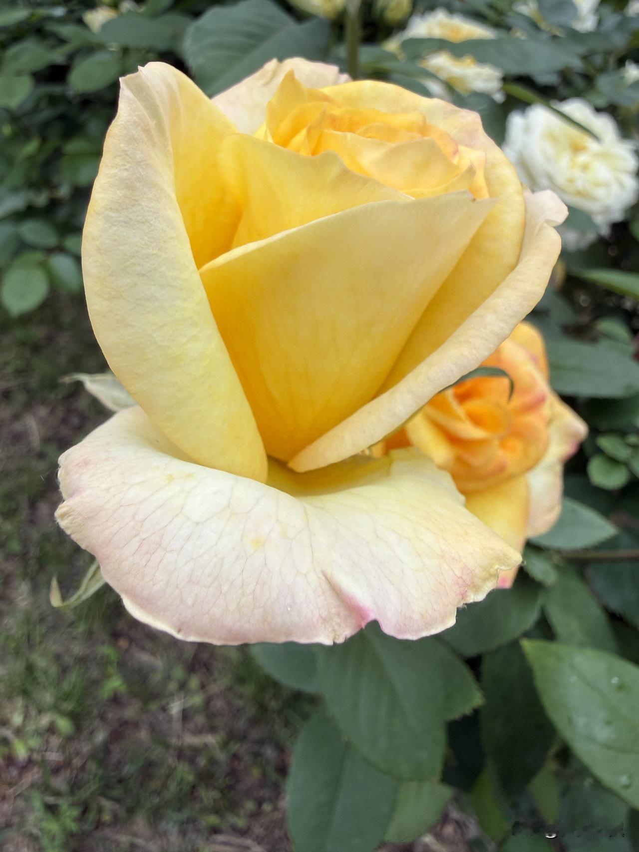 【小对联】
上：同喜；
下：……？