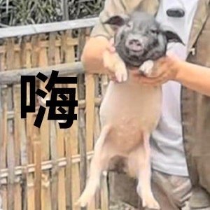 董宇辉抓猪惊呆龙洋 董宇辉一出手就知有没有，抓猪时不慌不忙，动作还挺标准，龙洋在