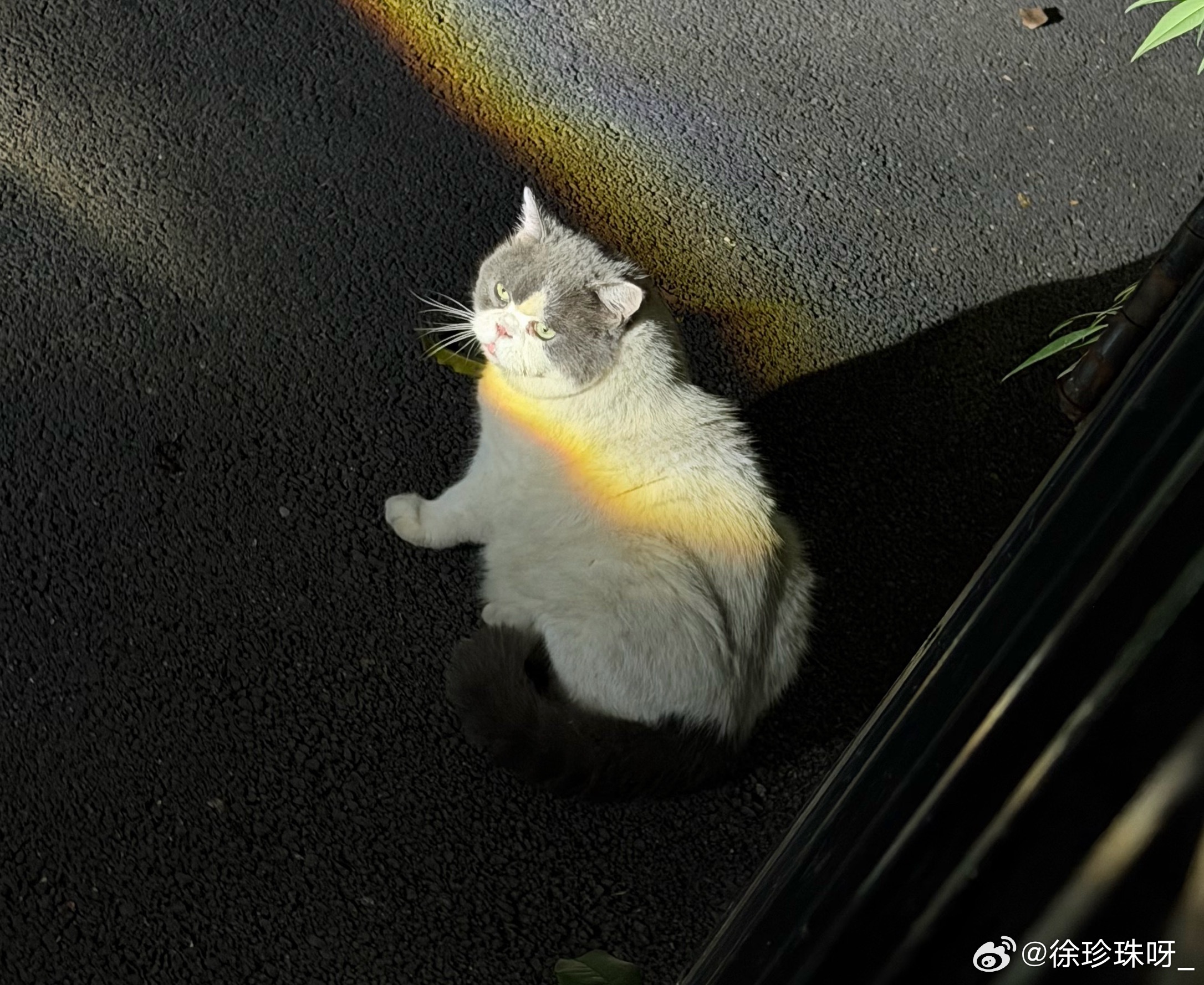 去院子里喂流浪猫，隔壁叔叔说又来一位流浪猫，我看到吓一跳，这是流浪猪啊[允悲][