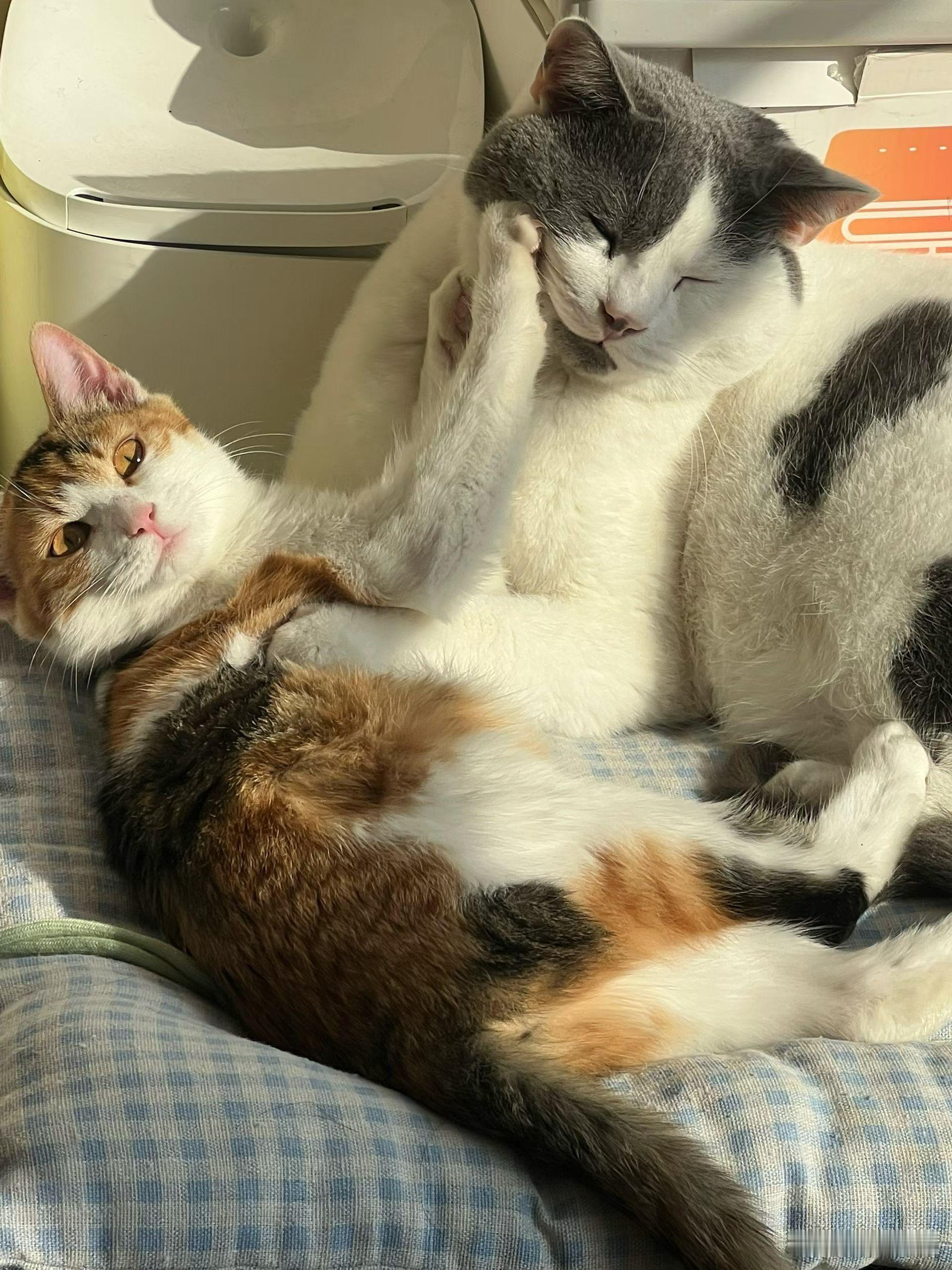 和哥哥的同款蓝白小猫