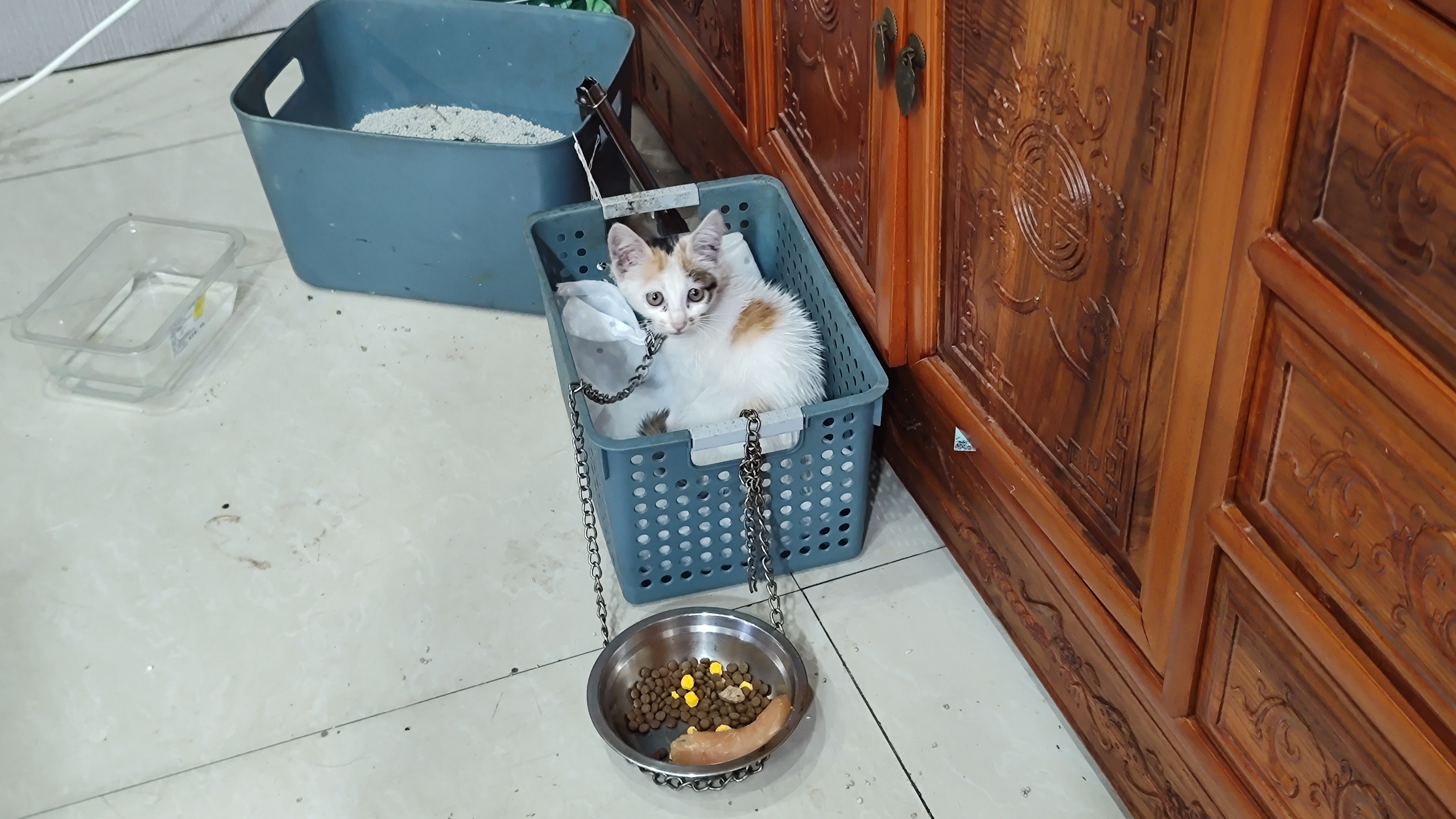 可怜兮兮的小猫猫，猫猫这个花色好像画了战损妆[羞嗒嗒]猫[超话] ​​​