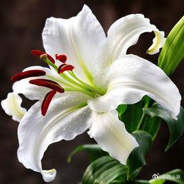 盒马误送有毒水仙球致老人孩子中毒再次印证了“世界就是个草台班子”按说不应该啊，食