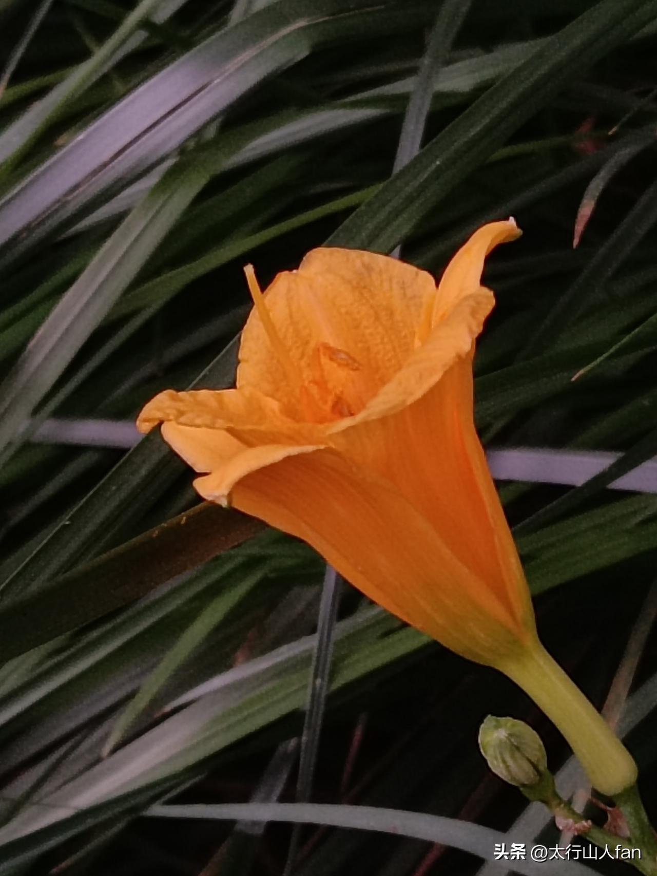 手机摄影笔记：
随时发现小美好
——盛花期已过的萱草花

※萱草花（学名：Hem