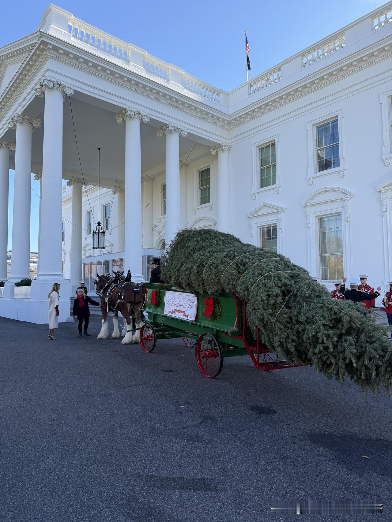 11月25日美国白宫订购的一颗圣诞树今天送到了，有凉皮，漂亮的马儿送过来。这两棵