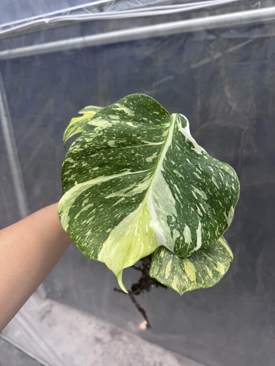 今日出嫁6位数的三色电灯顶芽
