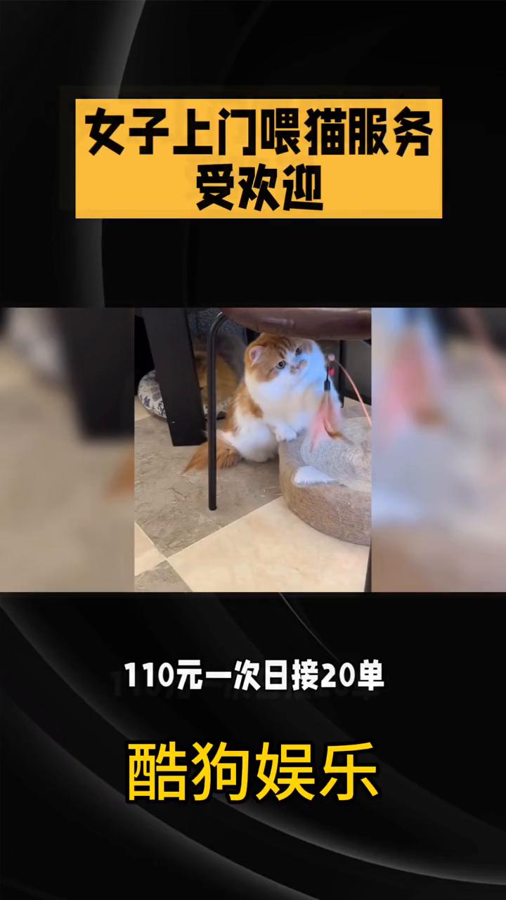 女子上门喂猫服务受欢迎。
酷狗娱乐。
女子上门喂猫服务受欢迎，110元一次，日接