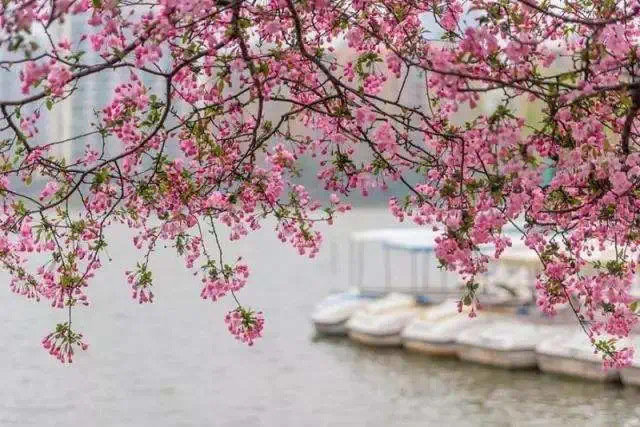 金陵之春 | 你若在，便是故事的开始… 