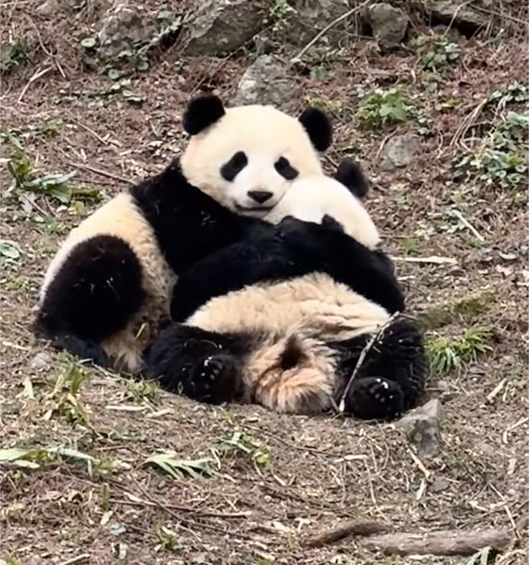 小花朵＆小仙弟，小仙弟你在傻笑什么？🐼 