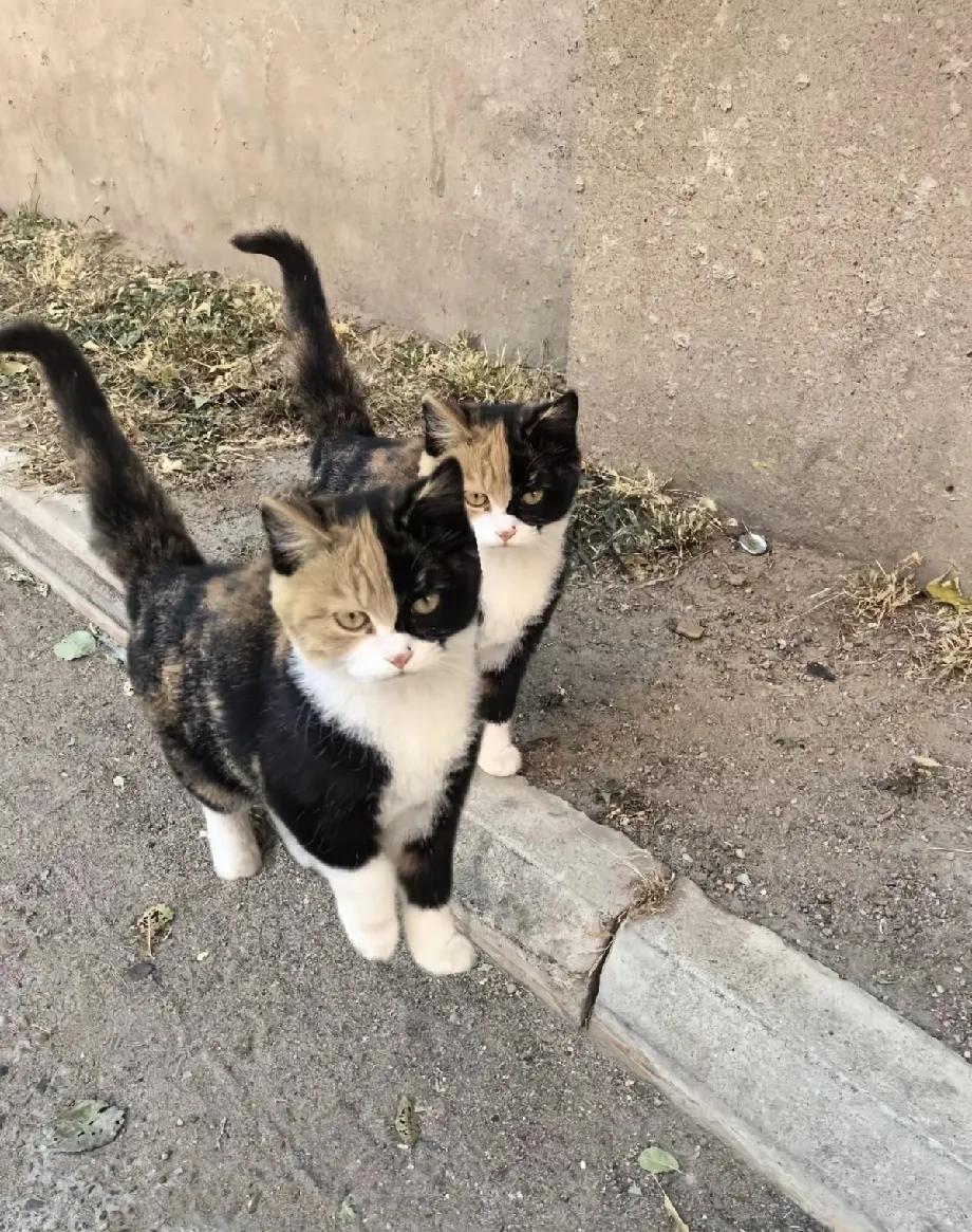 在我们小区，有两位公认的“顶级大佬”，颜值却是一对软萌的三花姐妹花。乍一看是岁月