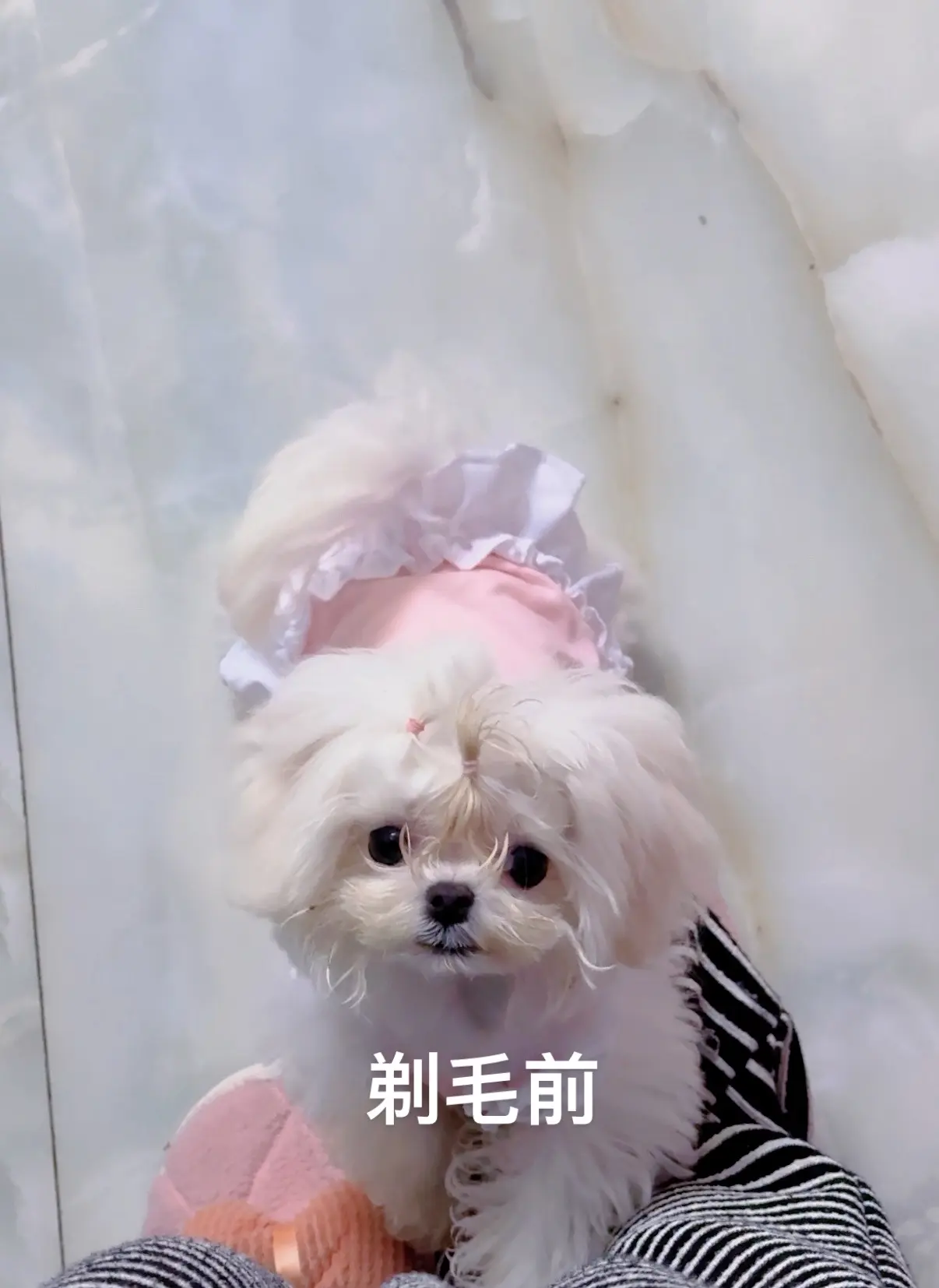 小狗剃毛日记 报意思我的崽