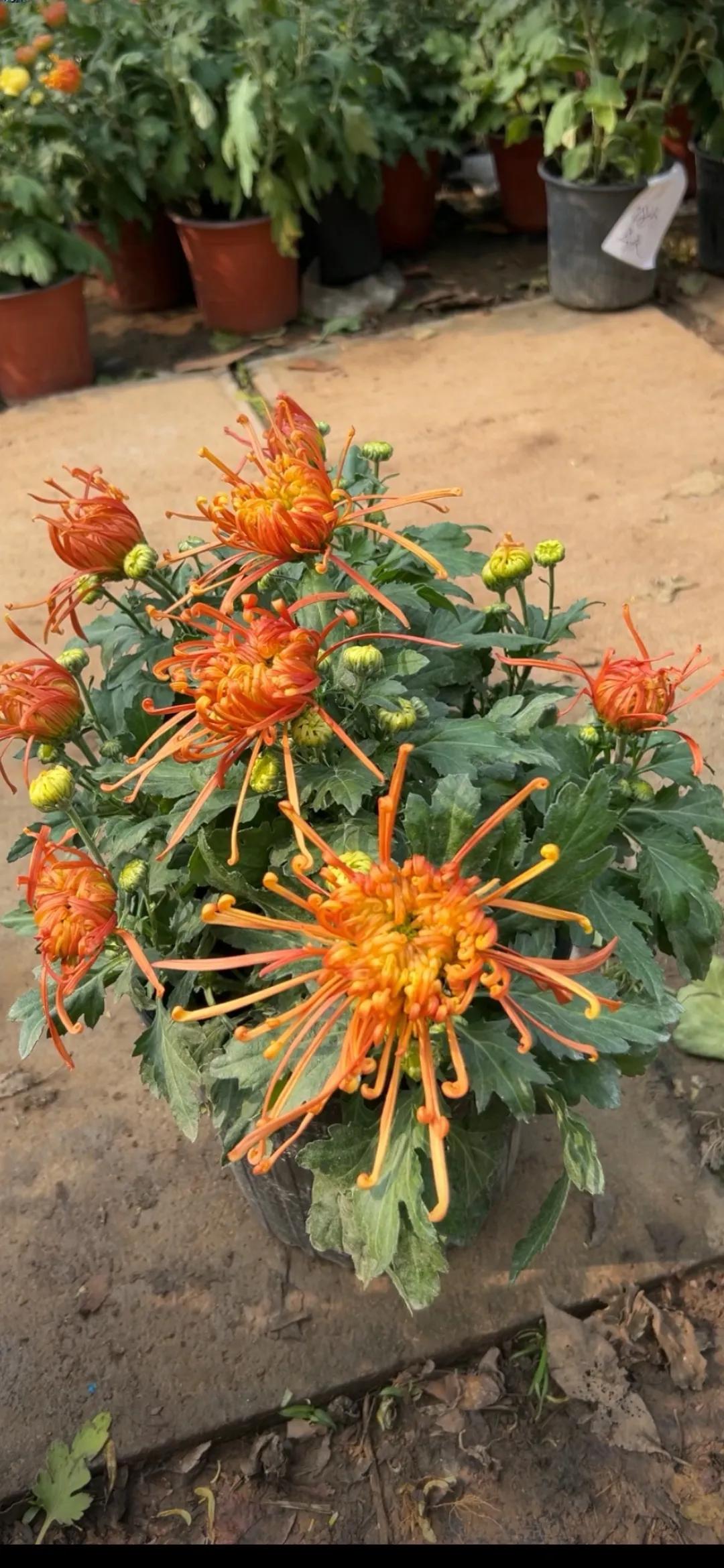 #能否分享一张你拍的花卉照片#秋菊