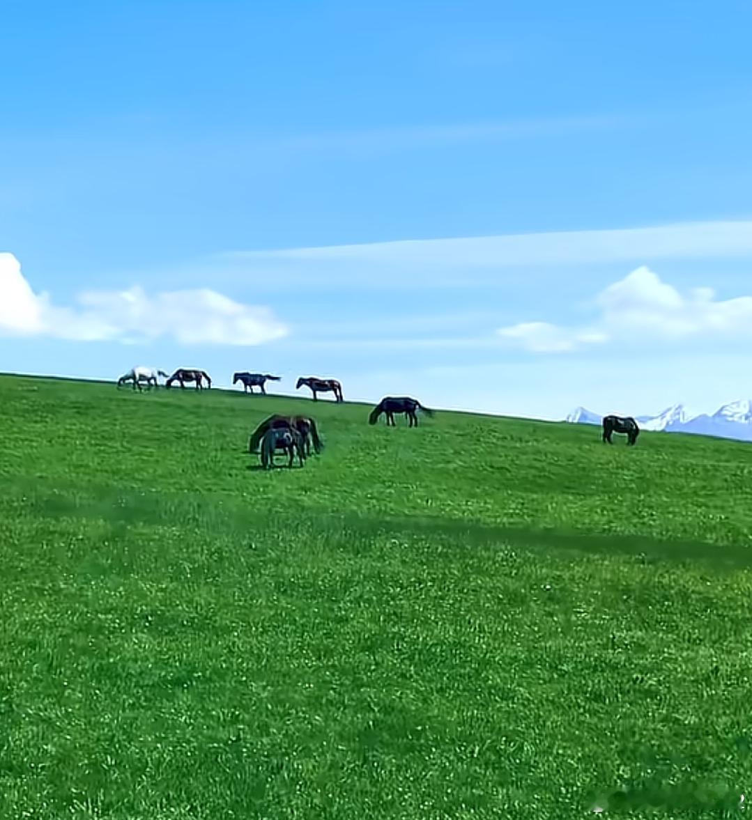 洋洋高锐、大美天地◎八月的风呼呼……而来从雪域高原而来带着……昆仑的味道还有……