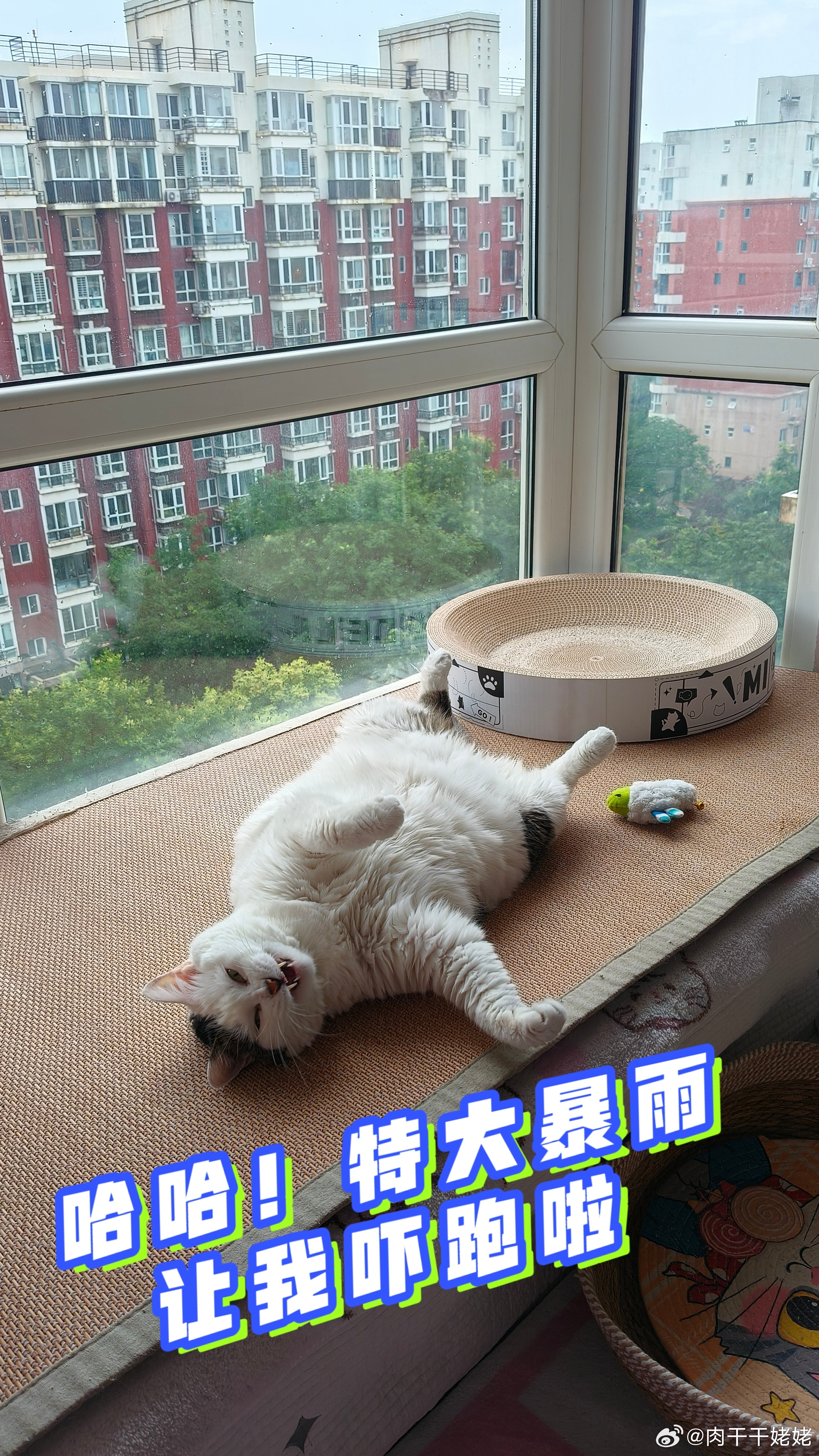 得意的大圣！气象局该关门了
