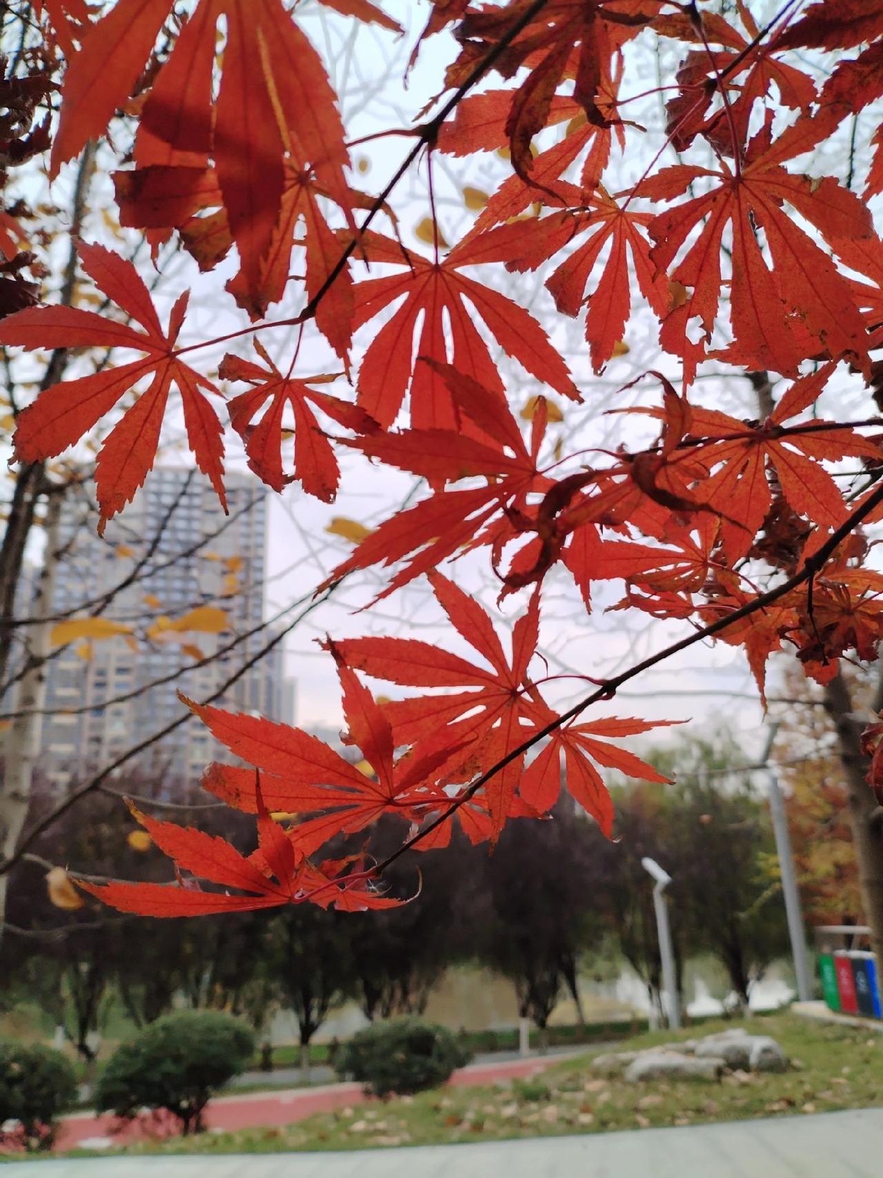 又到了赏银杏叶和枫叶🍁的季节！银杏黄了 赴一场银杏叶的黄金盛宴 随手一拍都是美