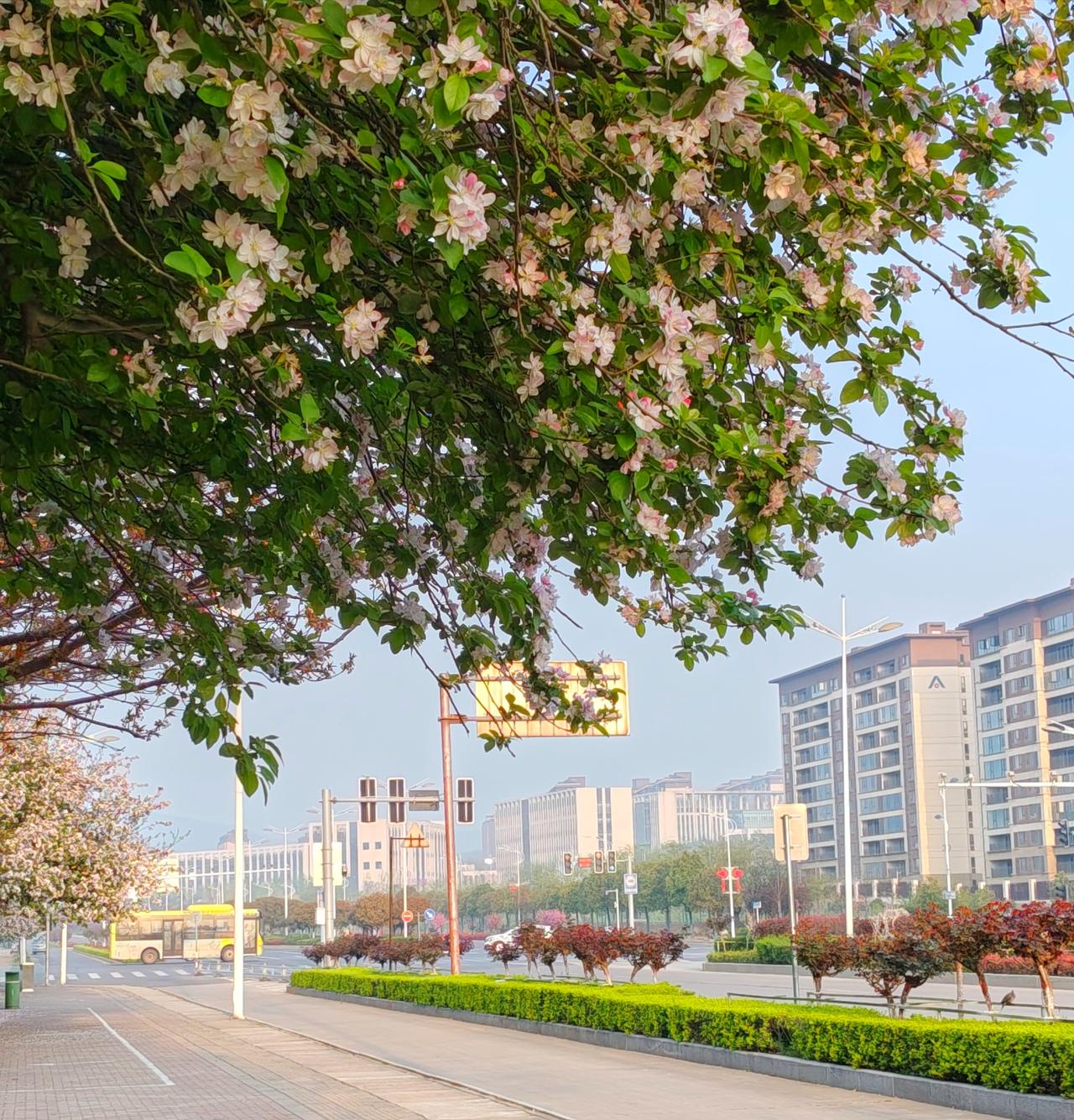 山城舞钢明明不大，却美得让人挪不开脚。清晨出门晨练，一路全是惊喜，幸福感直接拉满