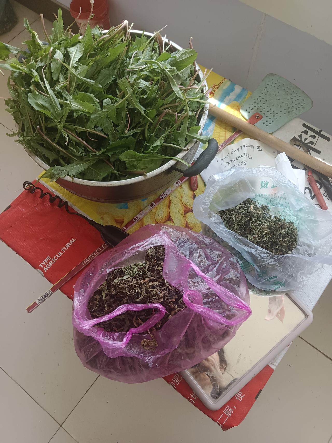 看看这是我73岁的老妈挖的野菜，我在想是不是所有的老人都有喜欢挖野菜的这个爱好。