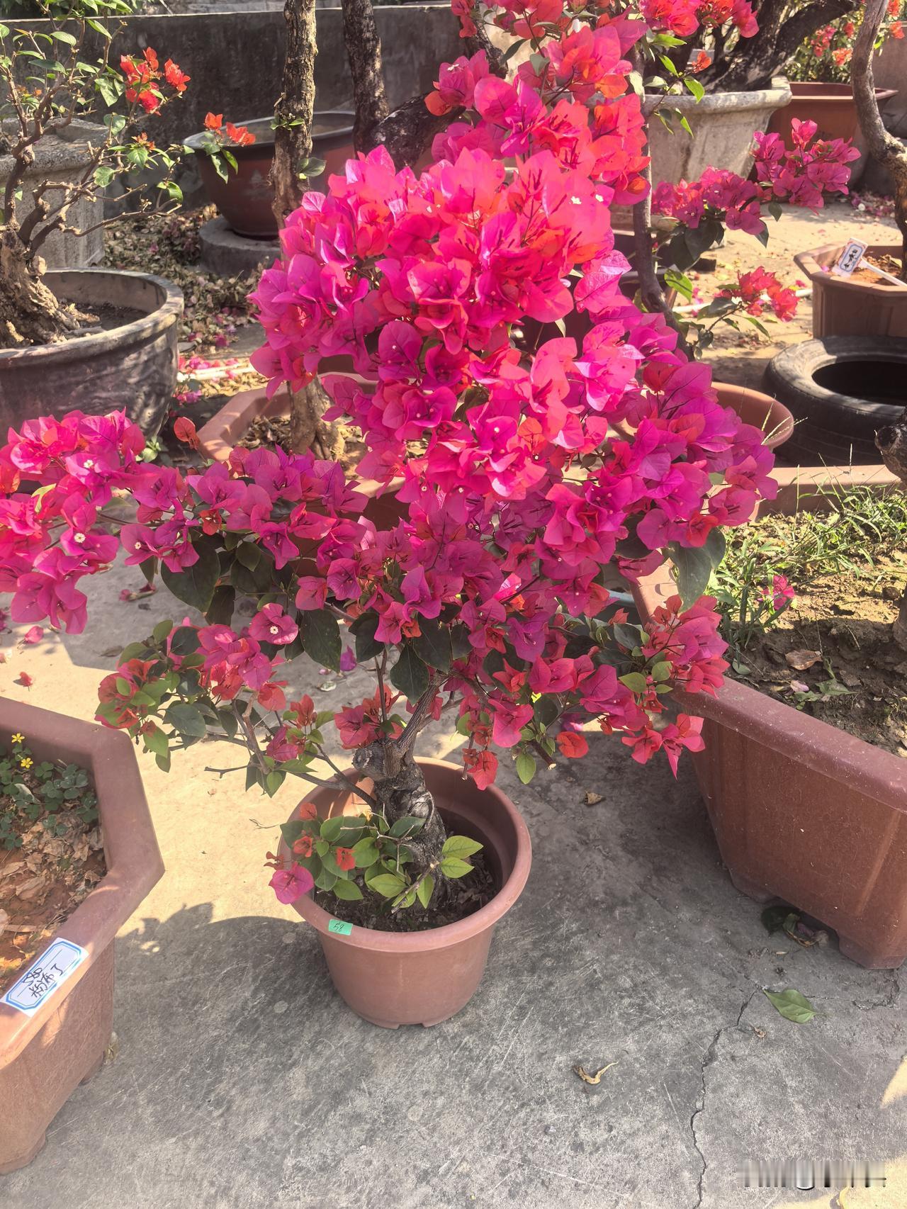 昨晚进直播间，一上头就下单，回头百度一查，才知是阳光高需求品种，只好忍痛取消订单