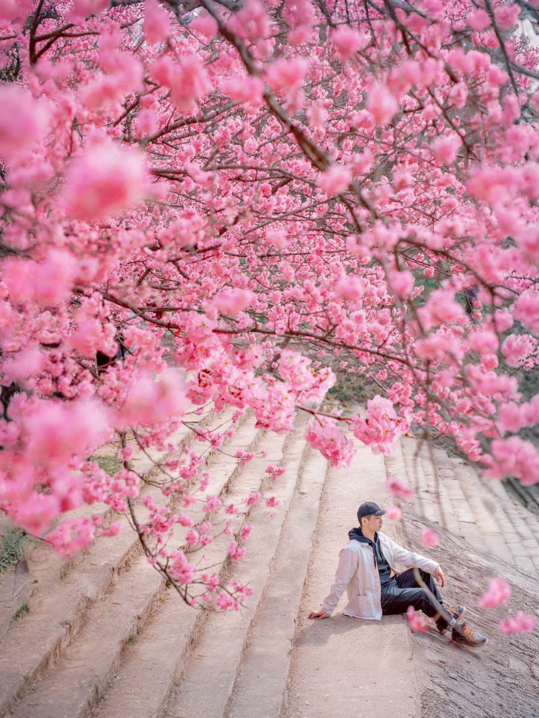 美爆了‼️这太不像南京了，樱花顶流就在这🌸