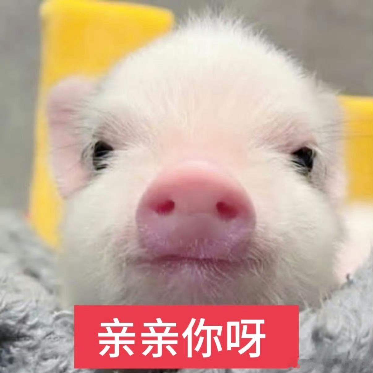 麻烦卢关来碰个场啦，我先睡了晚安网页链接