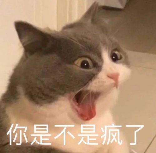 和猫住还是和狐狸住我还是分得清的猫有猫的温顺黏人，蜷在怀里打呼噜时像团暖乎乎的云