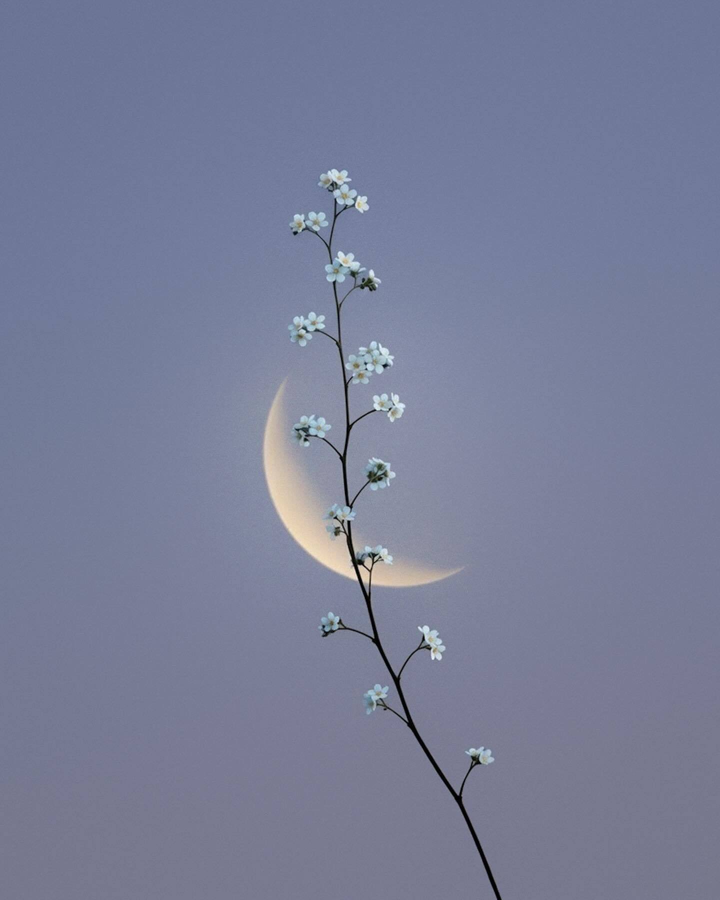 花与月 