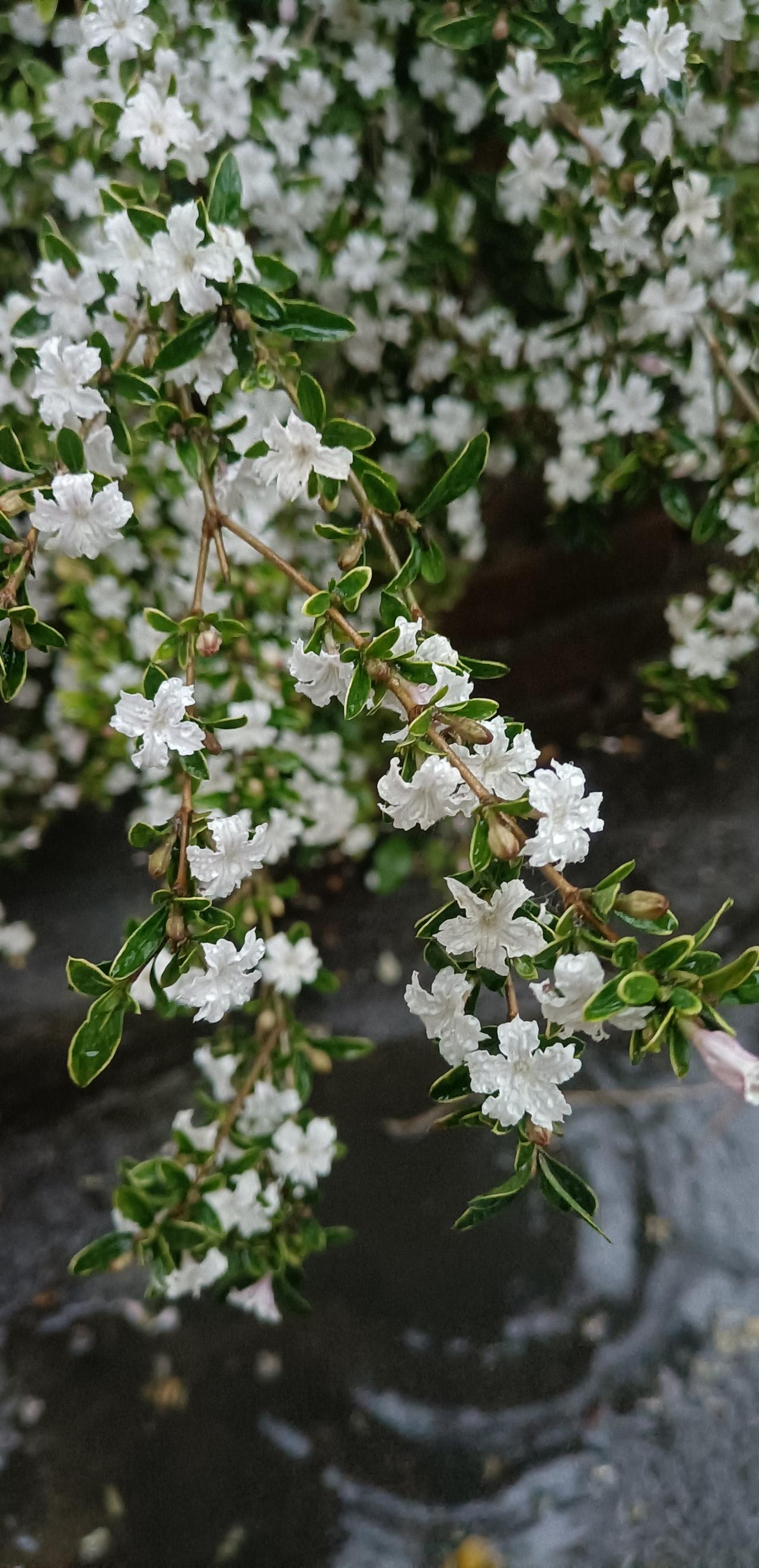 【春之韵·花开谷雨雨中鲜】春日生活打卡季

咏六月雪

诗／羌笛乐声

一
花开