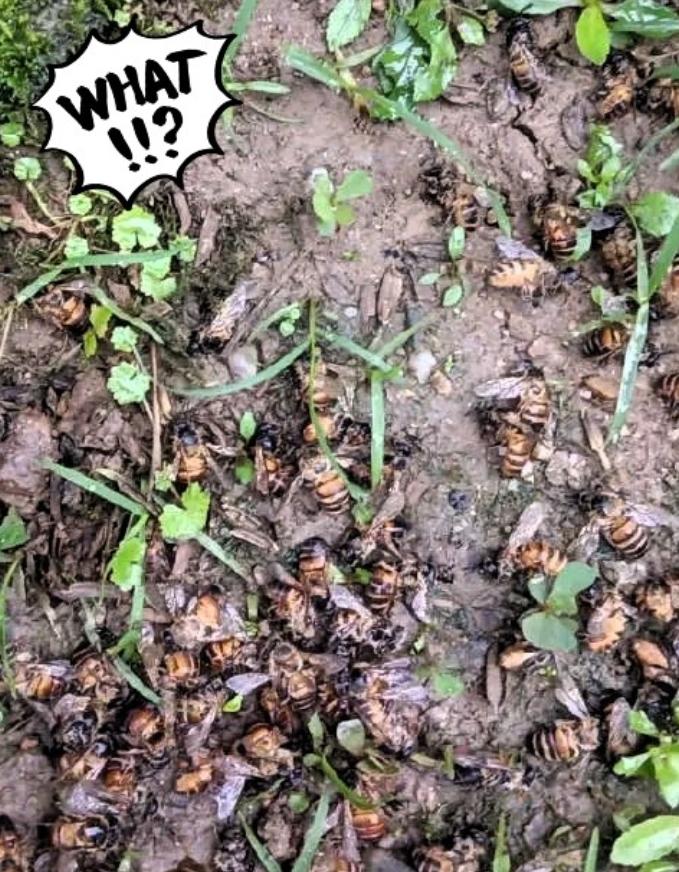 刚才刷到一个资讯，看着满屏密密麻麻的死蜜蜂，心里像被猛地揪了一下。
满地都是死蜜