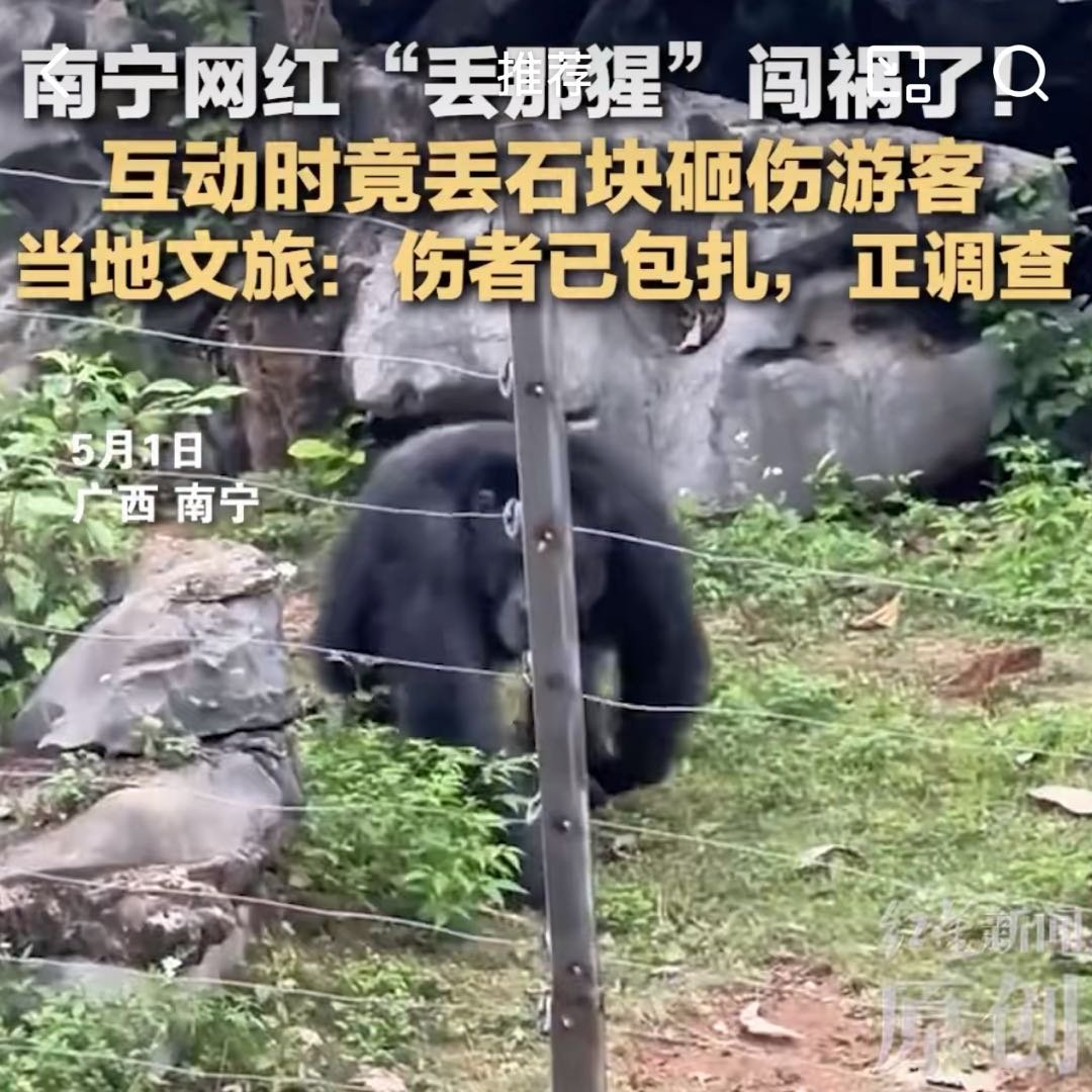 南宁丢那猩互动时丢石块砸伤游客南宁市动物园网红黑猩猩“丢那猩”在表演中丢出石块砸