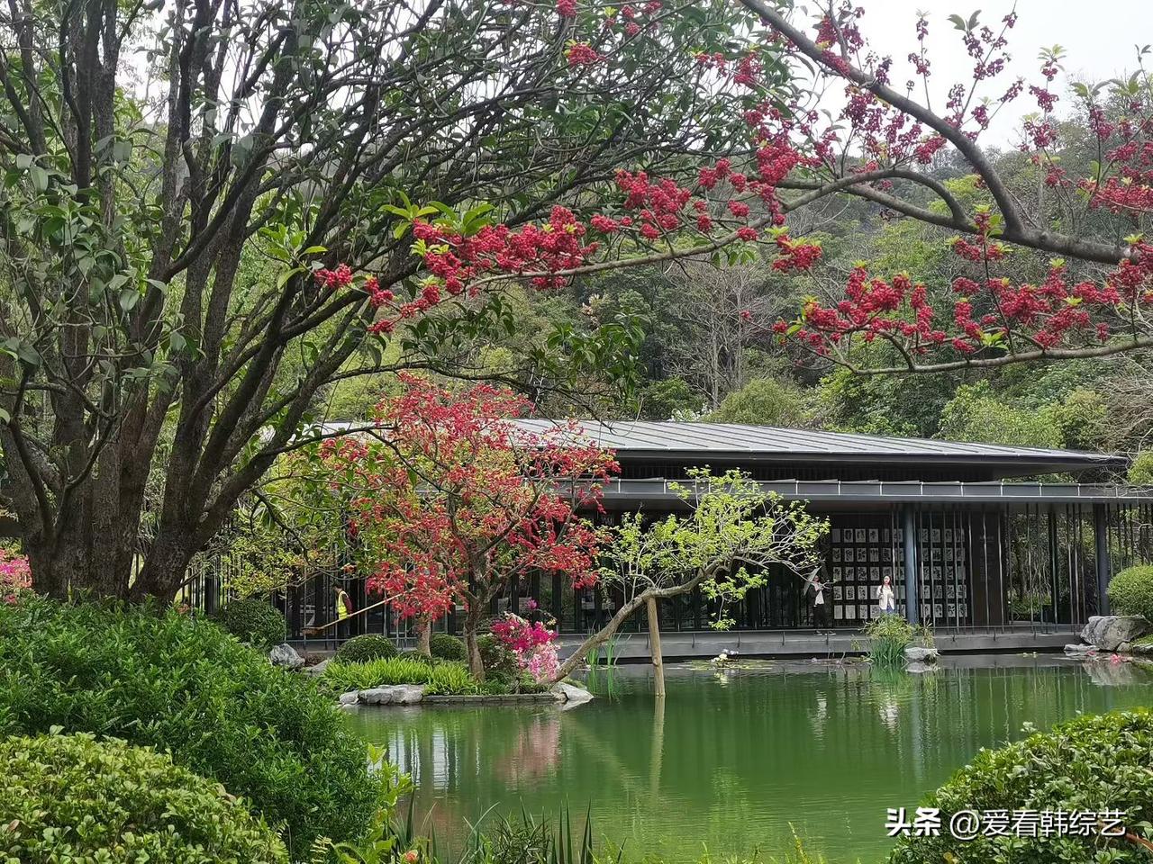 天南地北大拜年绯花缠满枝桠，落瓣轻碰池水漾开翠纹，屋舍隐在绿丛间。春雾裹着软香漫